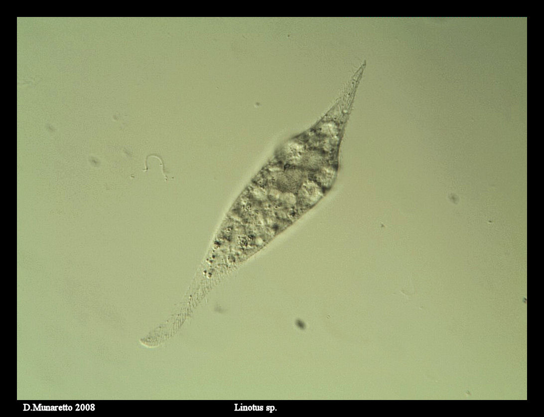 ...Linotus...